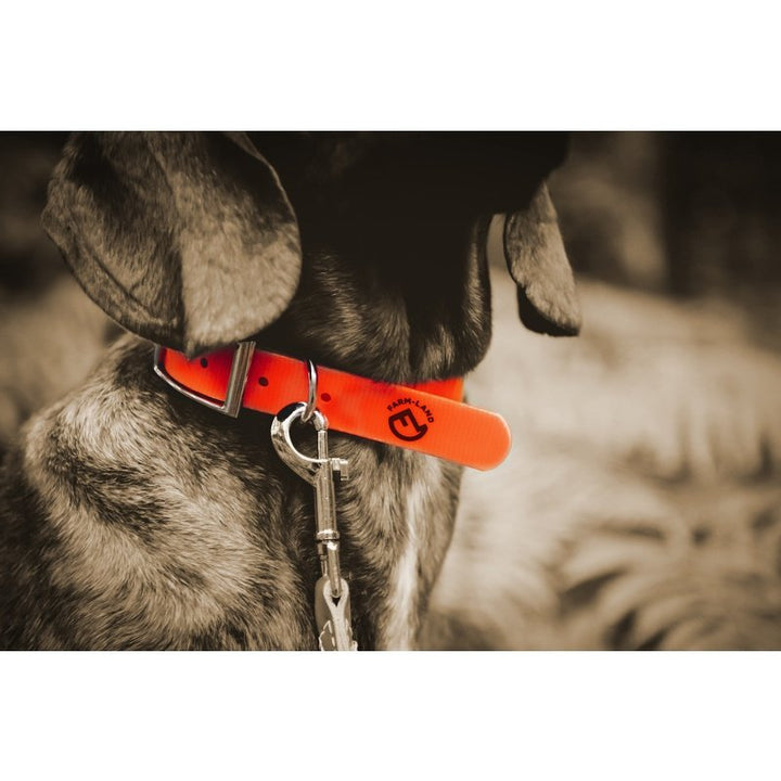 Hunde Halsung Basic signal