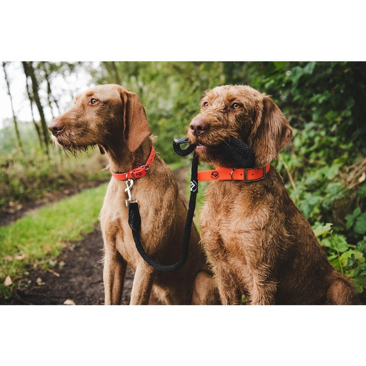 Hunde Halsung Basic signal