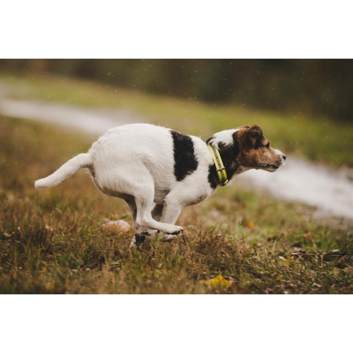 Hunde Halsung Reflektor signal