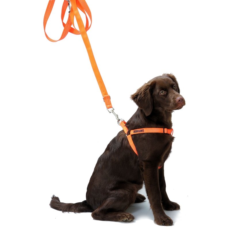 Hundegeschirr orange