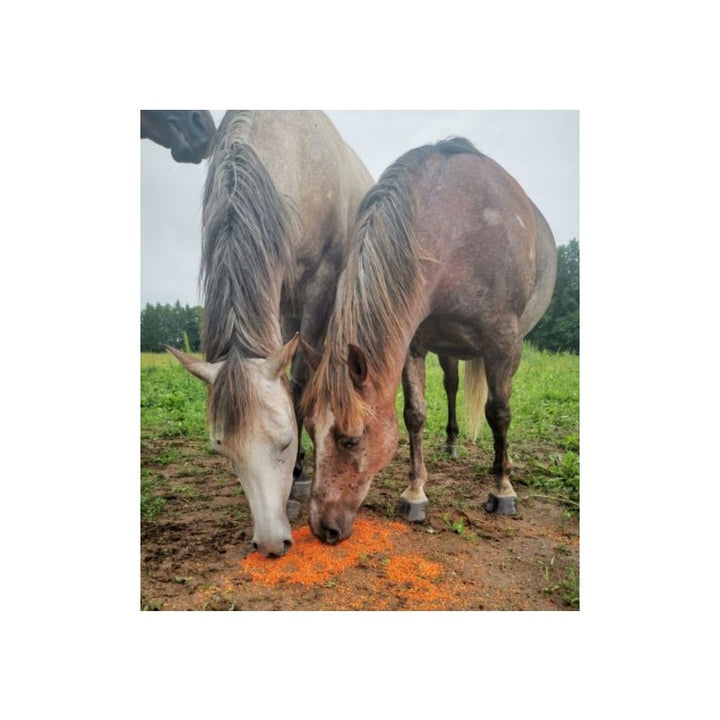 Karotten Chips (Eimer) 1,5 kg